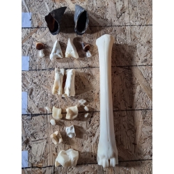 Hirsch Kuh untere Beinknochen Knochen Hufe vom Hirsch Präpariert